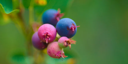 Berries