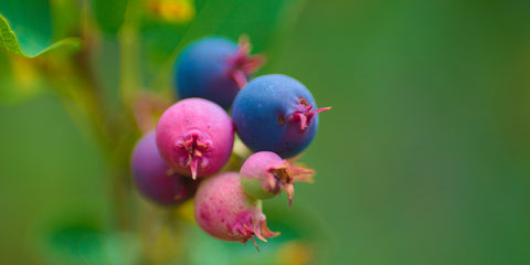 Berries
