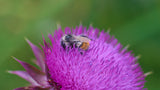 Bee Thistle