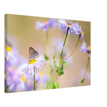 butterfly on daisies