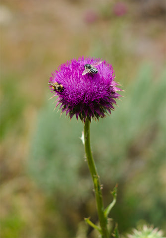 thistle with bees