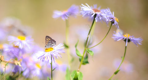 butterfly on daisies