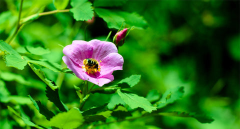 bee beetle on pink flower